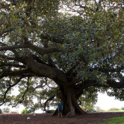 Ficus Baum