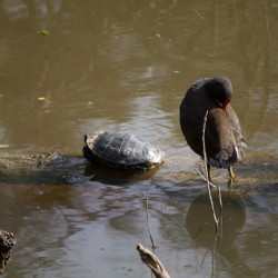 Schildkröte und Vogel
