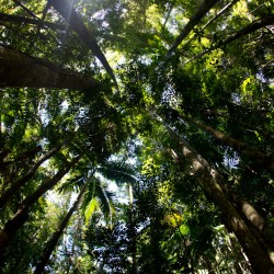 Fraser Island - Regenwald