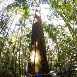 Fraser Island - Regenwald