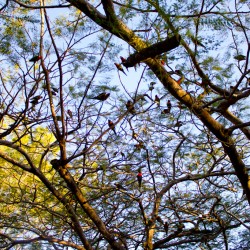 Lorikeets