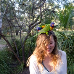 Lorikeets feeding