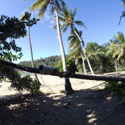 Chillen auf einer Palme