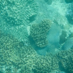 Schnorcheln am Korallenreef