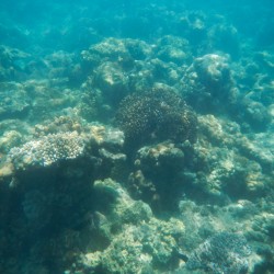 Schnorcheln am Korallenreef