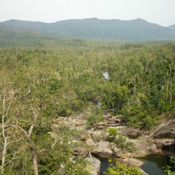 Murray Falls - Regenwald