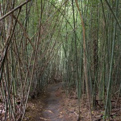 Paronella Park - Bambus