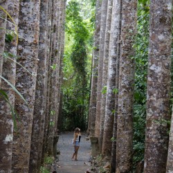 Paronella Park - Kauri Avenue