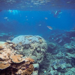 Great Barrier Reef