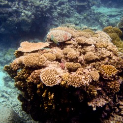 Great Barrier Reef