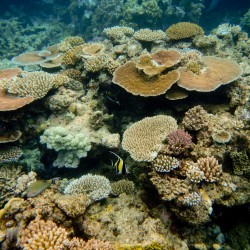 Great Barrier Reef