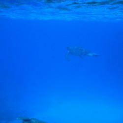 Great Barrier Reef - Schildkröte