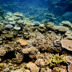 Great Barrier Reef