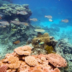 Great Barrier Reef