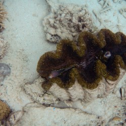 Great Barrier Reef - Riesenmuschel