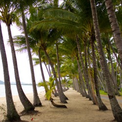 Palm Cove