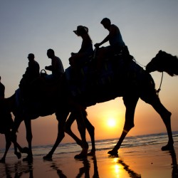 Kamele reiten bei Sonnenuntergang