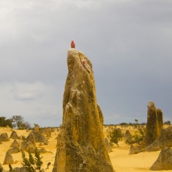 The Pinnacles Desert